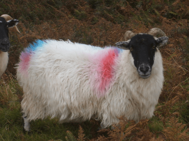 Red, white and bahhhhhhhhh. (Wikimedia Commons)