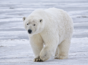 Aw. (Photo: Wikipedia)