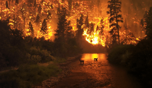 Not the wildfire, but a wildfire. (Photo: Wikipedia)