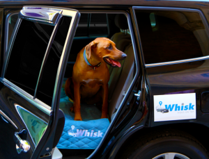 Can we use this service as an excuse to finally get a dog? (Whisk)