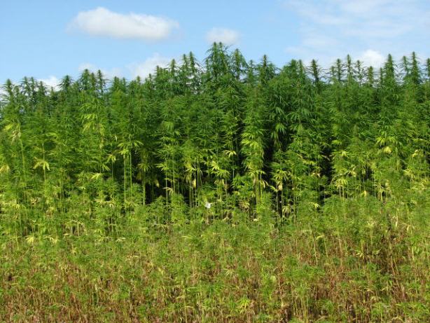 Amber waves of bud. (Photo via geograph.org.uk)