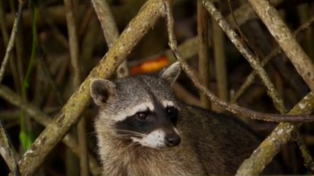 A raccoon? Where did they shoot this, Queens?!