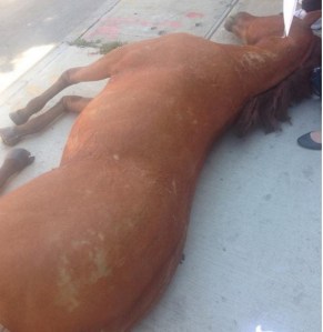 NYCLASS left a fake dead horse outside the offices of Councilman Rafael Espinal. (Photo: NYCLASS/Twitter)