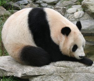 Pandas gone wild! (Wikipedia)