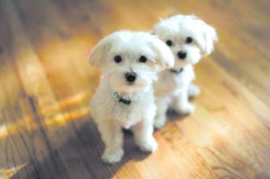 cute puppy See Spot Leased: Pet Central Joins New York’s Pet Store Trend