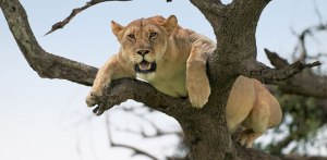 lion in a tree LionTree Climbs Into 660 Madison