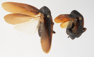 Male (left) and female Periplaneta japonica were found on New York City's High Line (Photo: Lyle Buss, University of Florida).