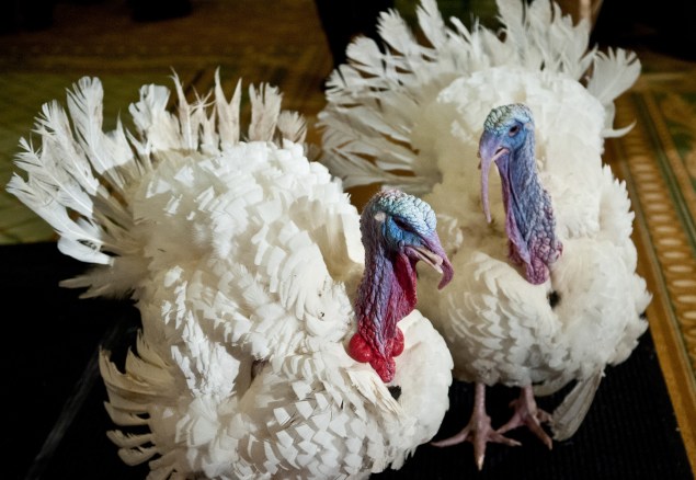 The Observer serves Thanksgiving options. (Photo: Nicholas Kamm/Getty)