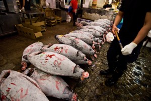 A haul of bluefin tuna (Stewart Butterfield, Flickr)