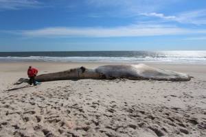 A whale carcass found on a Long Island beach died after being hit by a ship (The Riverhead Foundation for Marine Research and Preservation)
