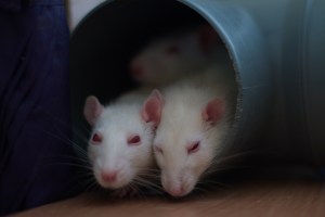 There's nothing in this world as terrifying as a rat. (Photo credit: Tatiana Bulyonkova/Flickr)