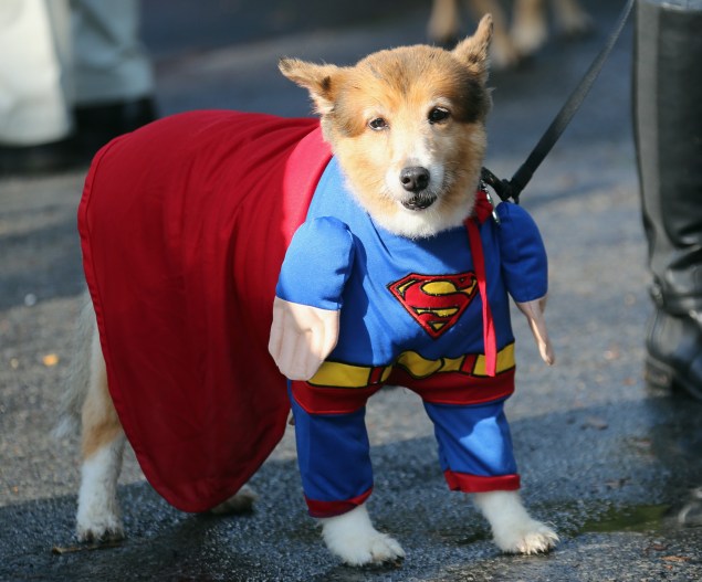 Dogs will parade in costume at (Photo via Getty Images)