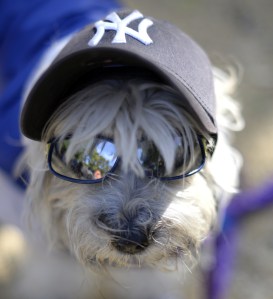 US-HALLOWEEN-DOG-PARADE