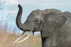 African elephant trumpeting. (Courtesy Wikipedia)
