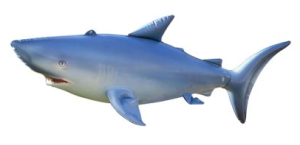 "Dead" shark.