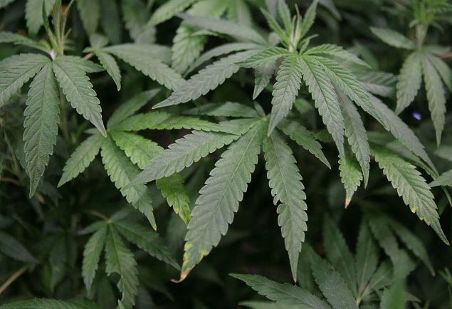 Marijuana (Photo credit: Justin Sullivan/Getty Images).