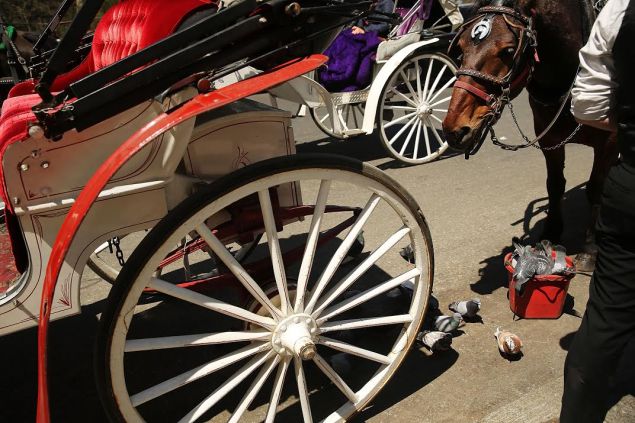 A carriage in Central Park (Photo: Spencer Platt/Getty Images). 