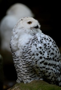 This winter's frigid temperaturs have drawn Snowy Owls to New York (Photo: Getty).