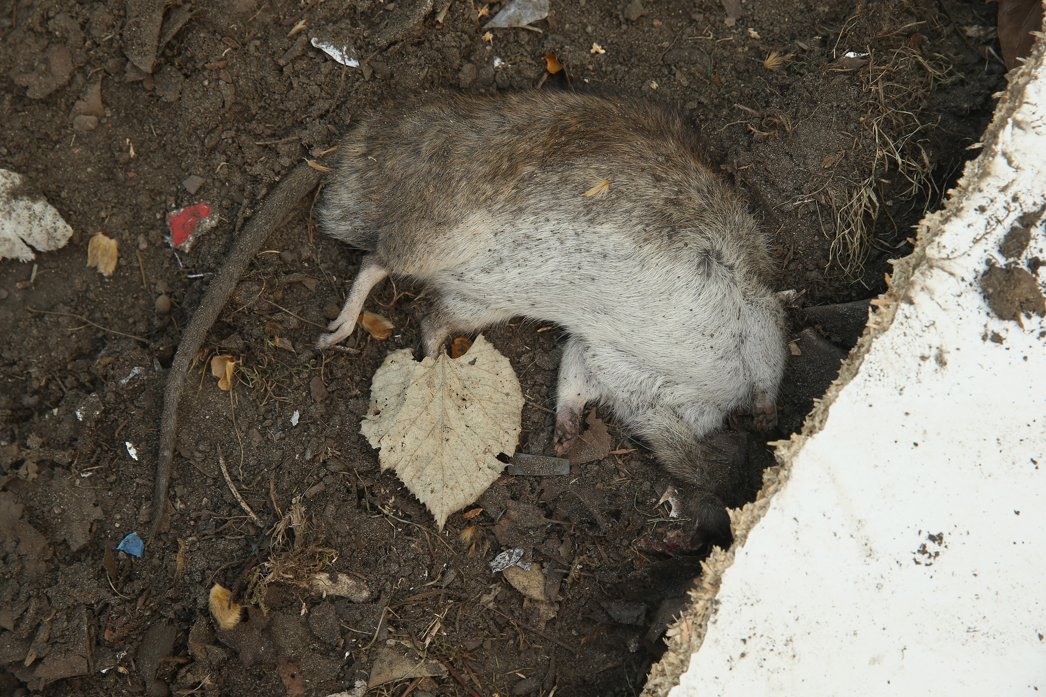 A dead rat at a refugee camp in Germany (Photo: Sean Gallup/Getty Images).