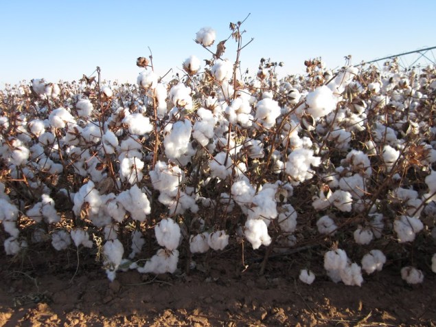 Zady used 100% USDA cotton that was locally harvested in Texas (photo: Zady)