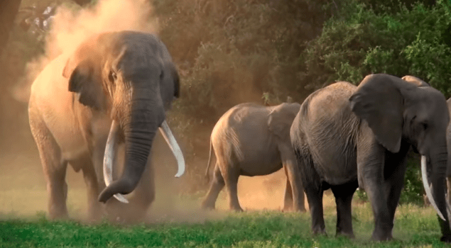 These cuties are at risk of extinction by poachers. (Photo: YouTube)