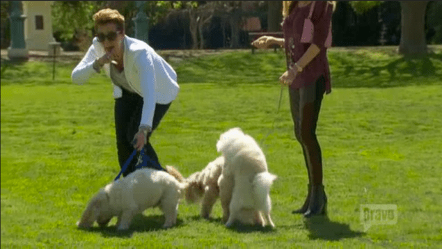 next stop, best in show.