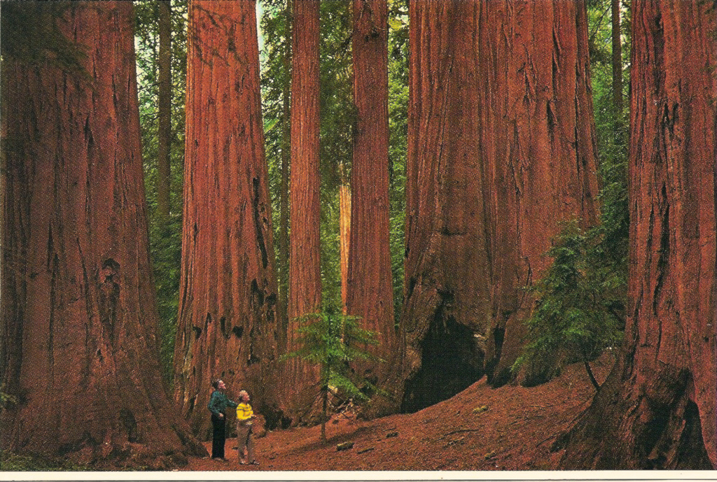 Sequoia National Park, Ca. (Photo: Stephanie/Flickr)