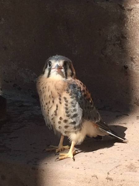 An American kestrel, photographed on a Bed-Stuy stoop. (Zachary Swath)