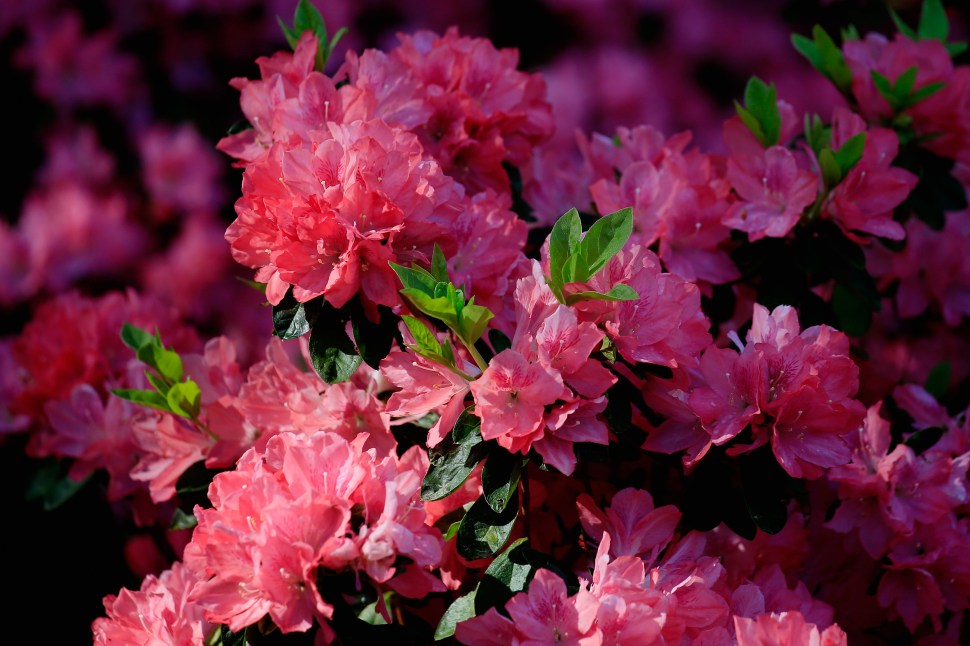 AUGUSTA, GA - APRIL 09:  Azaleas are seen during the first round of the 2015 Masters Tournament at Augusta National Golf Club on April 9, 2015 in Augusta, Georgia.  (Photo by Jamie Squire/Getty Images)