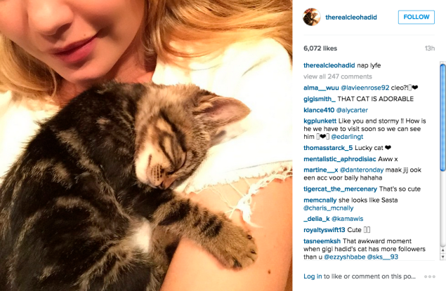Gigi Hadid's adorable new kitten, Cleo. (Photo: Instagram/therealcleohadid)