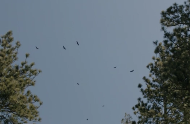 birds