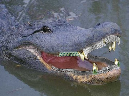 Hamilton Nolan is not an alligator, but this is his Twitter photo.