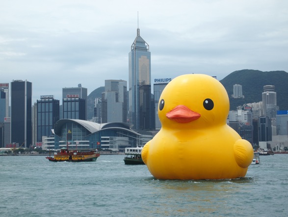 A Hofman's duck in better times in Hong Kong.