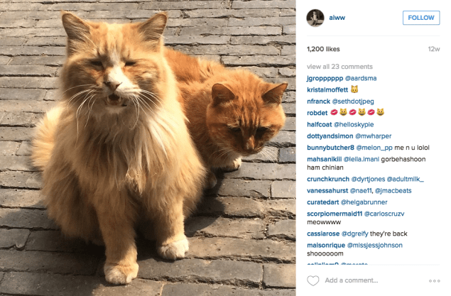 Ai Weiwei's cats in his home in China.