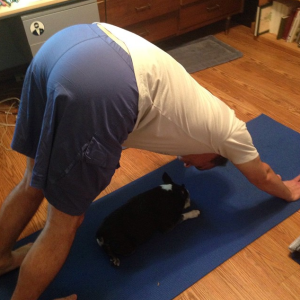 My practice is highly evolved. #bostonterrier #yoga #yogapose. 