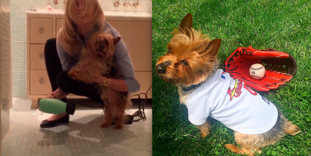 A screen grab of the super cute video. Plus, the pup dressed up for baseball. (Photos: Instagram)