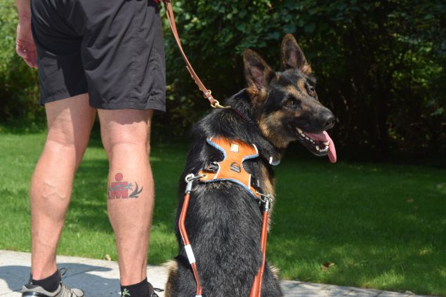 Klinger, the star runner. (Photo: Guiding Eyes for the Blind)