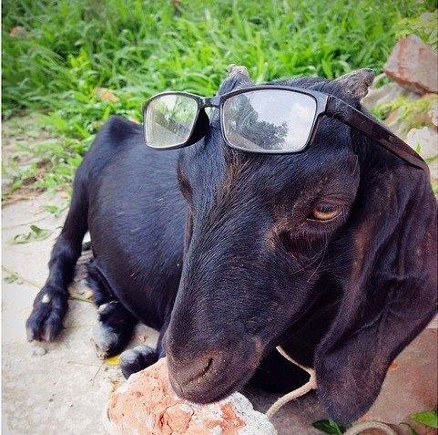"People these days walk into their friends homes asking for the wi-fi password. I walk in and ask for some good Edgar Allan Poe." (Photo: Facebook/Goats of Bangladesh)