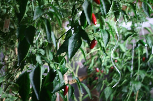 Experimental jalapenos. (Photo: Brady Dale for Observer)