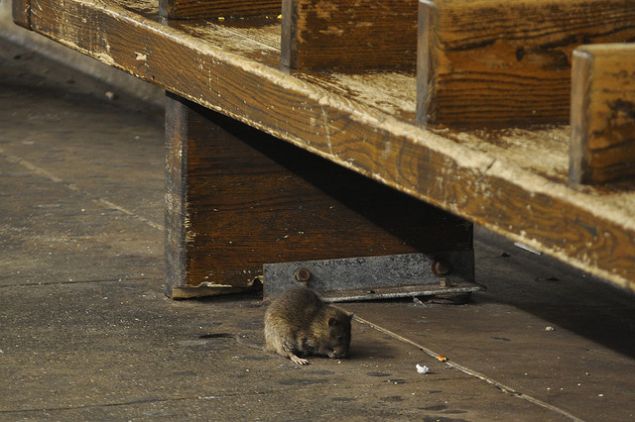 Just a normal subway rat. (Ludovic Bertron/flickr)