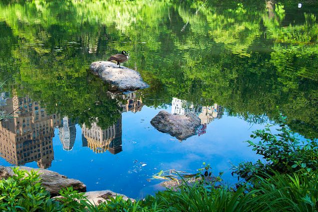 Reflecting on a summer's day, JJ/flickr,
