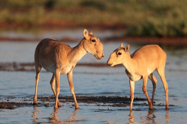Baby Saigas Credit Eugene Polonsky