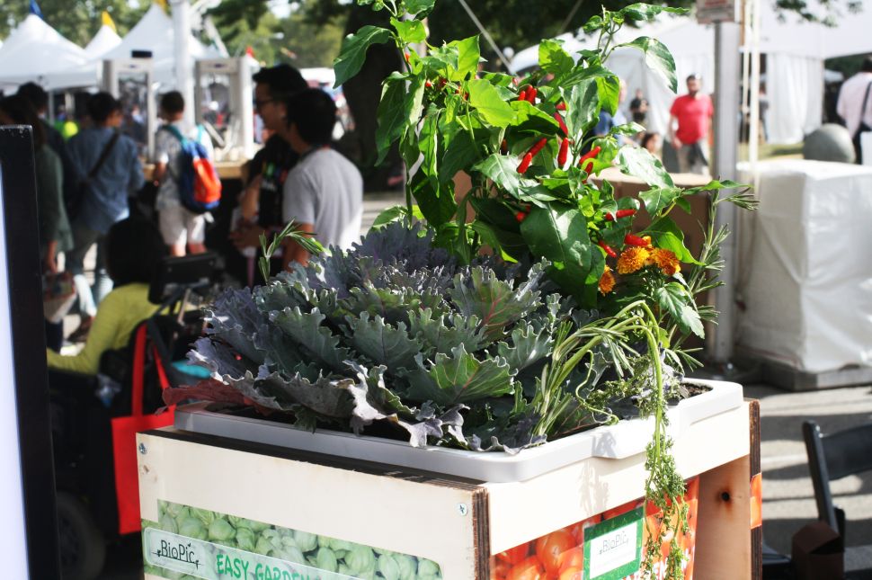 Chili peppers and other plants from BioPic, shown in the Italia Pavilion at World Maker Faire 2015, at the New York Hall of Science. (Photo: Brady Dale for Observer)