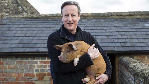 We could make a lot of really terrible pig puns here, but we'll just let you use your imagination. (Photo: Twitter)