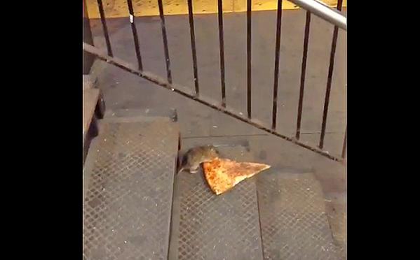 Pizza Rat is captivating the Internet for the second straight day thanks to its Twitter account. (Photo: Twitter)