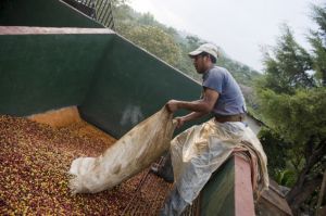 A worker empties a sack of coffee beans at San Victor farm in Los Verdes village, Fraijanes municipality, 35 km of Guatemala City on January 17, 2013. Central America, one of main producers of the best Arabica Coffee, is analyzing to take measures to combat the Roya (Puccinia graminis) blight already threatening more than one third of the grain crop, one of the region's major export items. AFP PHOTO/Johan ORDONEZ (Photo credit should read JOHAN ORDONEZ/AFP/Getty Images)