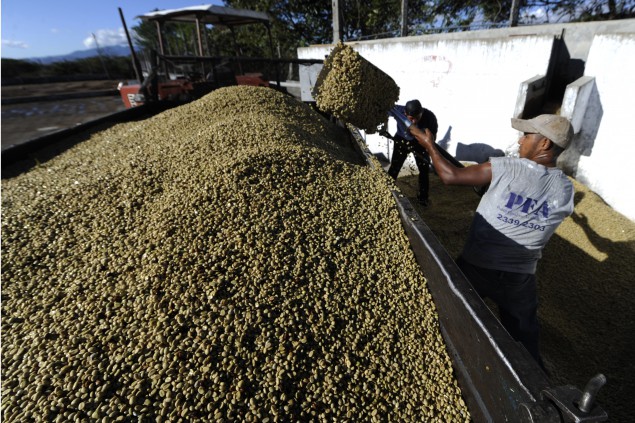 View of coffee beans drying at San Victor farm in Los Verdes village, Fraijanes municipality, 35 km of Guatemala City on January 17, 2013. Central America, one of main producers of the best Arabica Coffee, is analyzing to take measures to combat the Roya (Puccinia graminis) blight already threatening more than one third of the grain crop, one of the region's major export items. AFP PHOTO/Johan ORDONEZ (Photo credit should read JOHAN ORDONEZ/AFP/Getty Images)