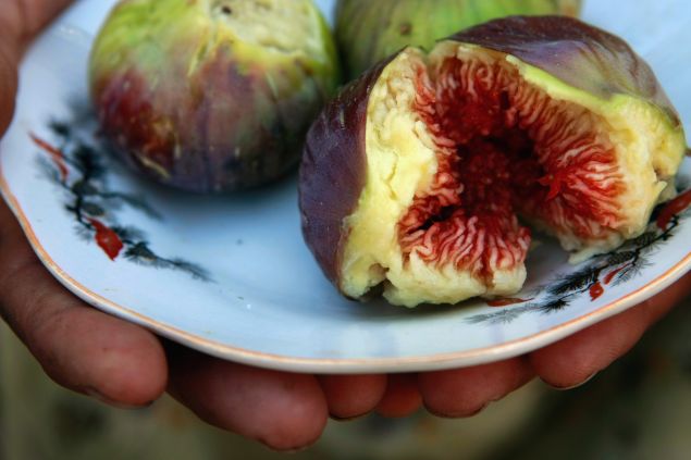 AL JADIDA, WEST BANK - SEPTEMBER 11: Nadiya Zaqzuk offers a plate of fresh home-grown figs picked from her tree on September 11, 2008 in Al Jadida village near Jenin in the West Bank. Nadiya helps her sister-in-law Raja Ahmed Zaqzuk, a widow who has to support three sons and three daughters with no fixed income, provide for the family by growing seasonal vegetables and fruit in a greenhouse supplied and supported by CARE in a project which is funded by the European Commission's Humanitarian Aid Office (ECHO). (Photo by David Silverman/Getty Images)