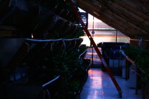 The greenhouse as night falls. (Photo: Brady Dale for Observer)