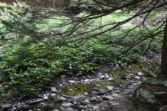 Japanese Knotweed has invaded the High Falls Conservation Area (Justin Joffe for Observer)